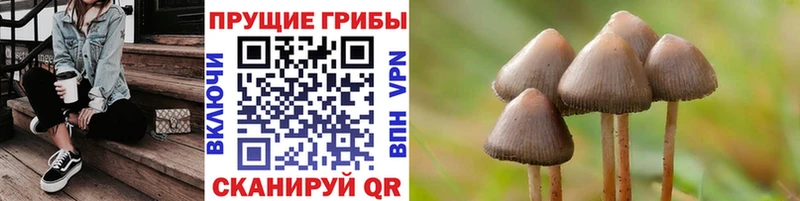 Псилоцибиновые грибы Cubensis kraken tor Цимлянск наркота